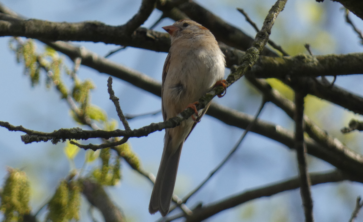 Field Sparrow - Marilynn Mullen
