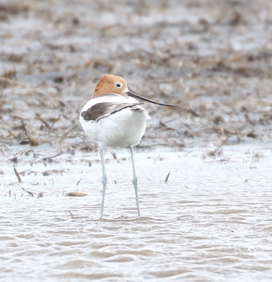 American Avocet - Don Coons
