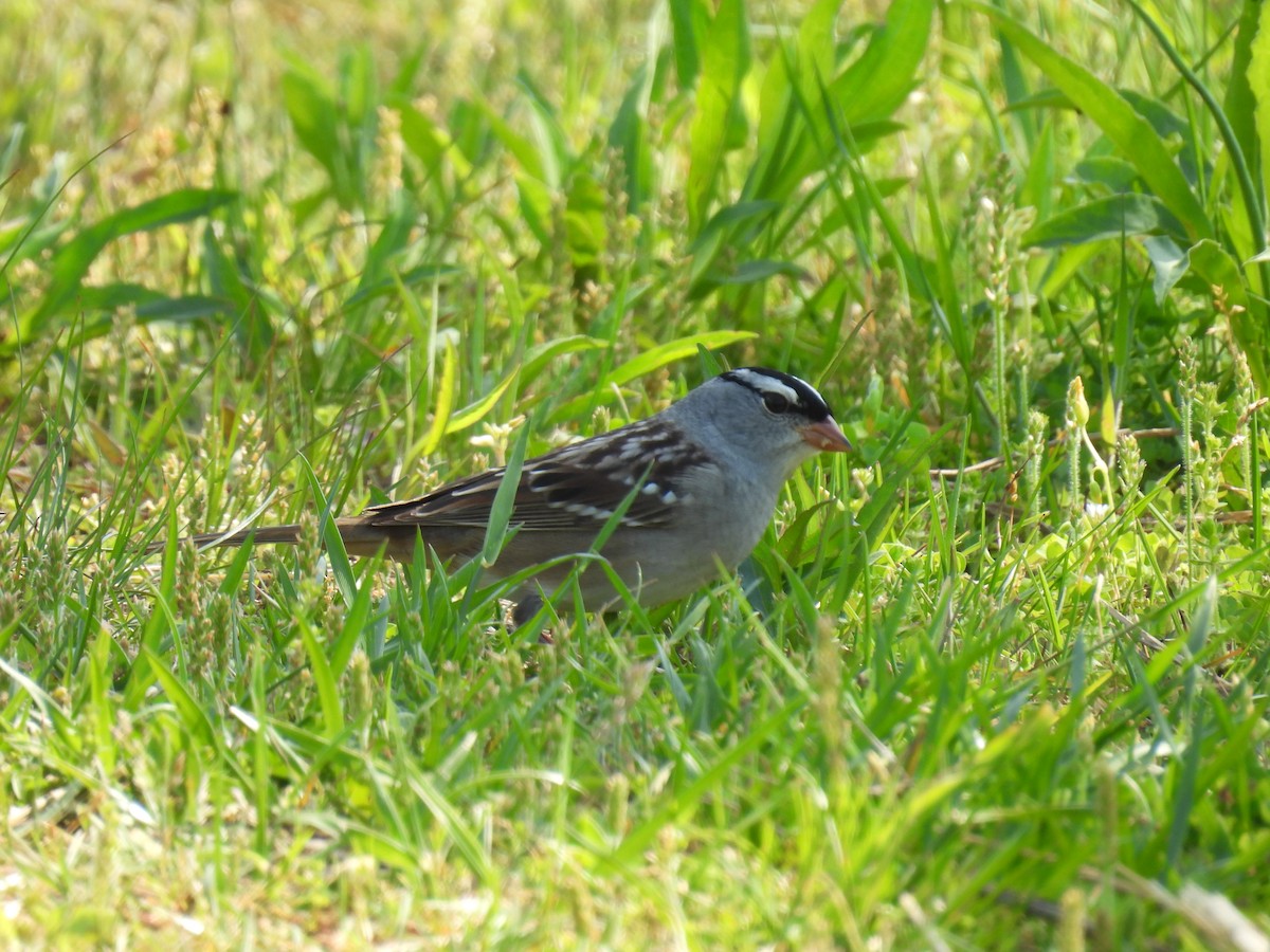 White-crowned Sparrow - Cynthia Nickerson
