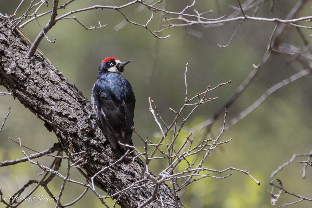 Acorn Woodpecker - Richard Latuchie