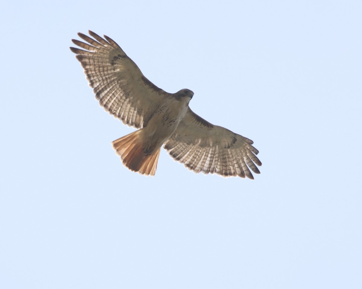 Red-tailed Hawk - ML618113859