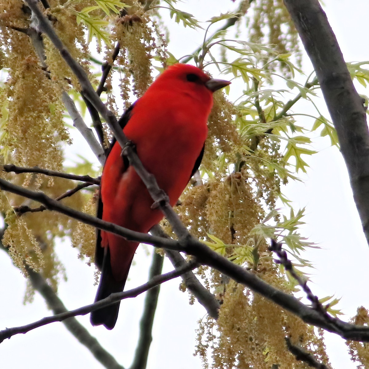 Scarlet Tanager - ML618113877