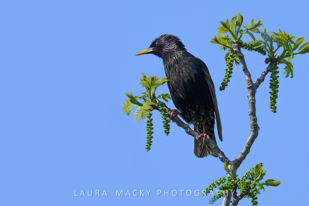 European Starling - Laura Macky