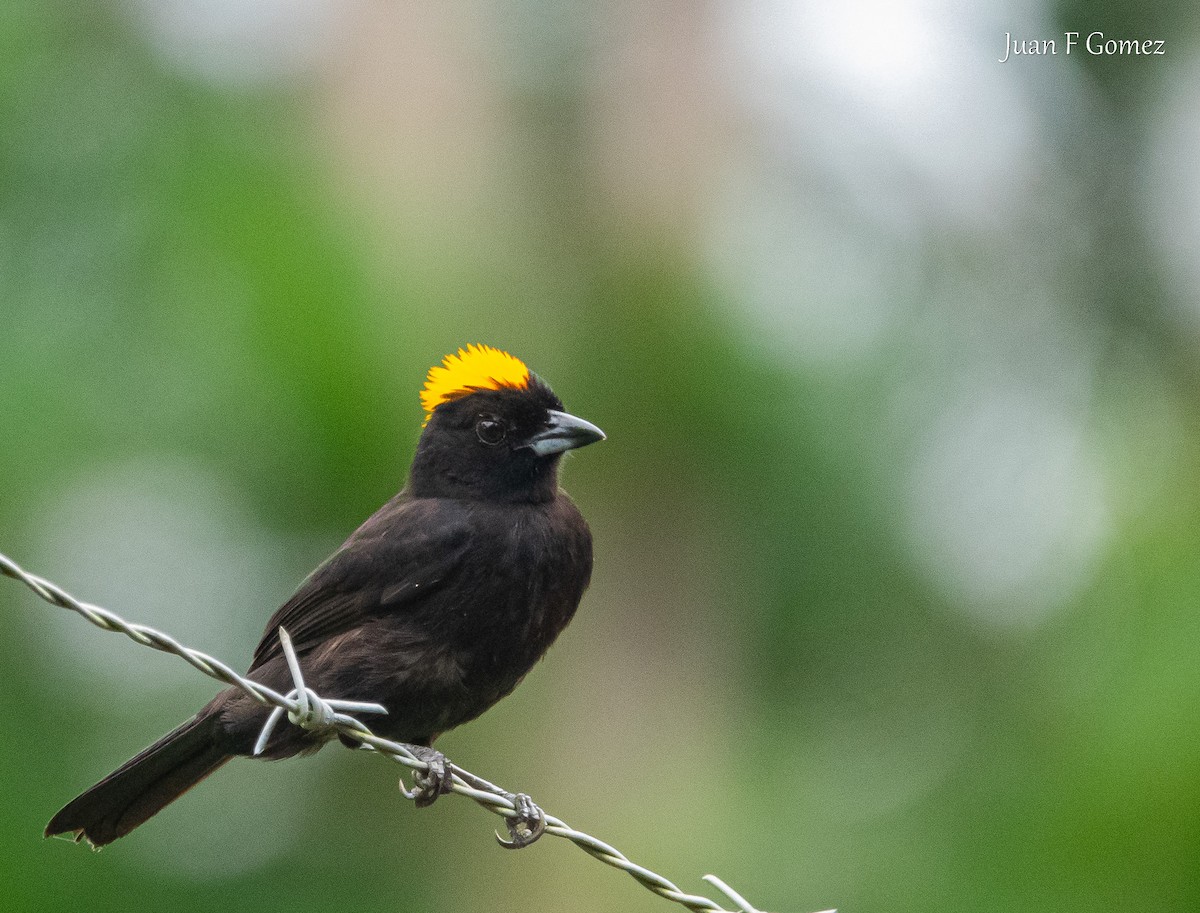 Tawny-crested Tanager - ML618113948