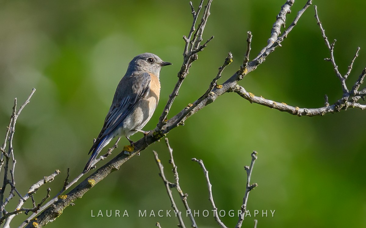 Western Bluebird - Laura Macky