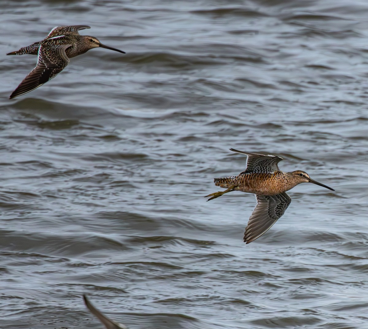 Long-billed Dowitcher - ML618113992