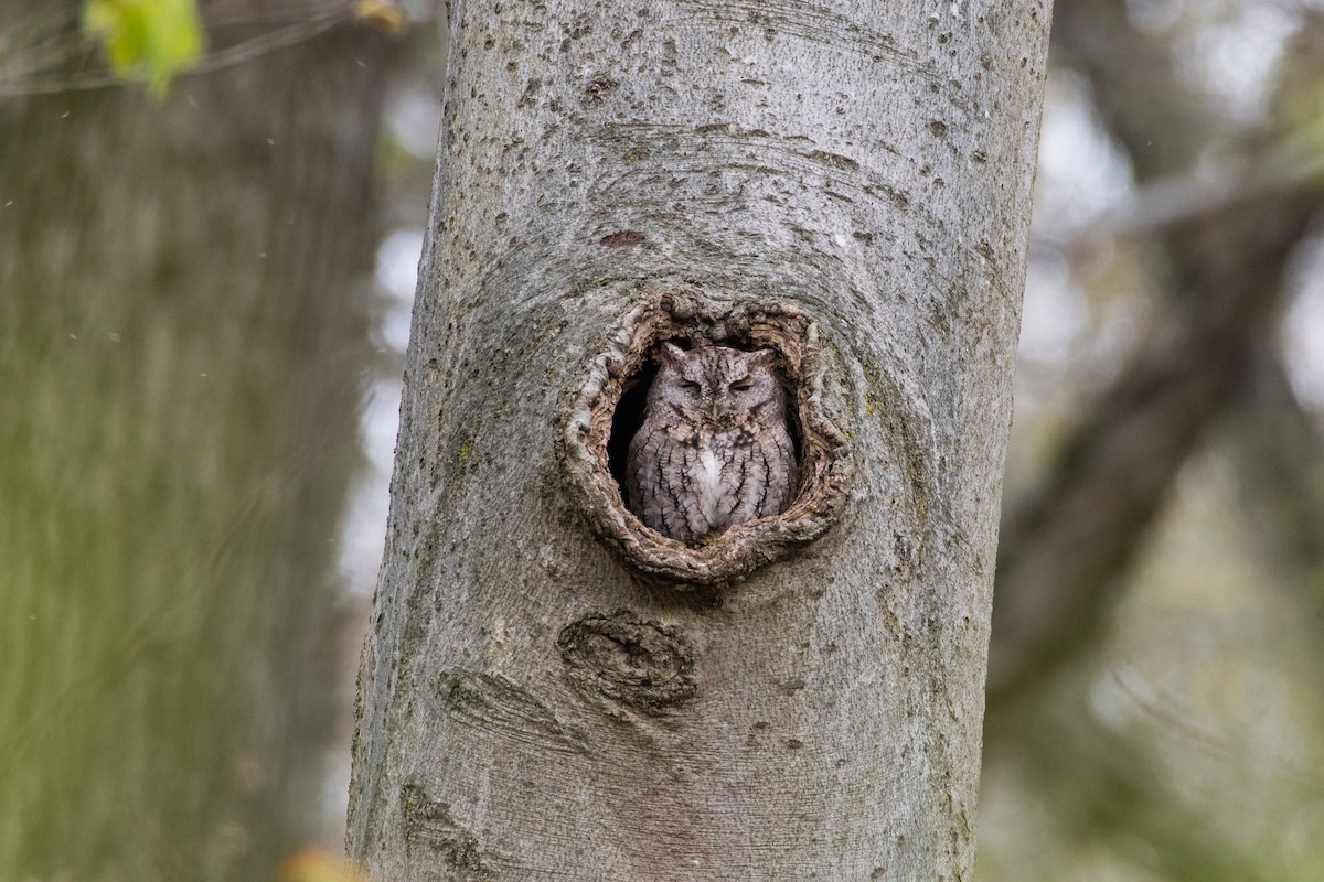 Eastern Screech-Owl (Northern) - ML618113996