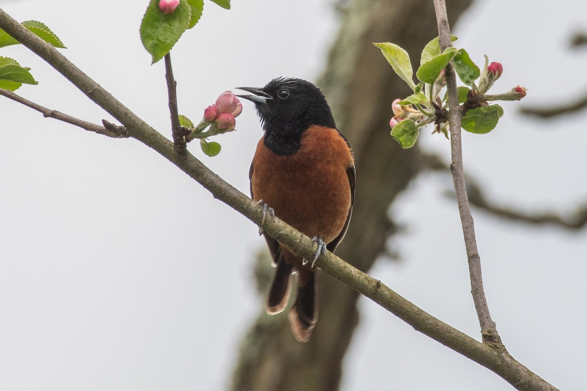 Orchard Oriole - ML618114022