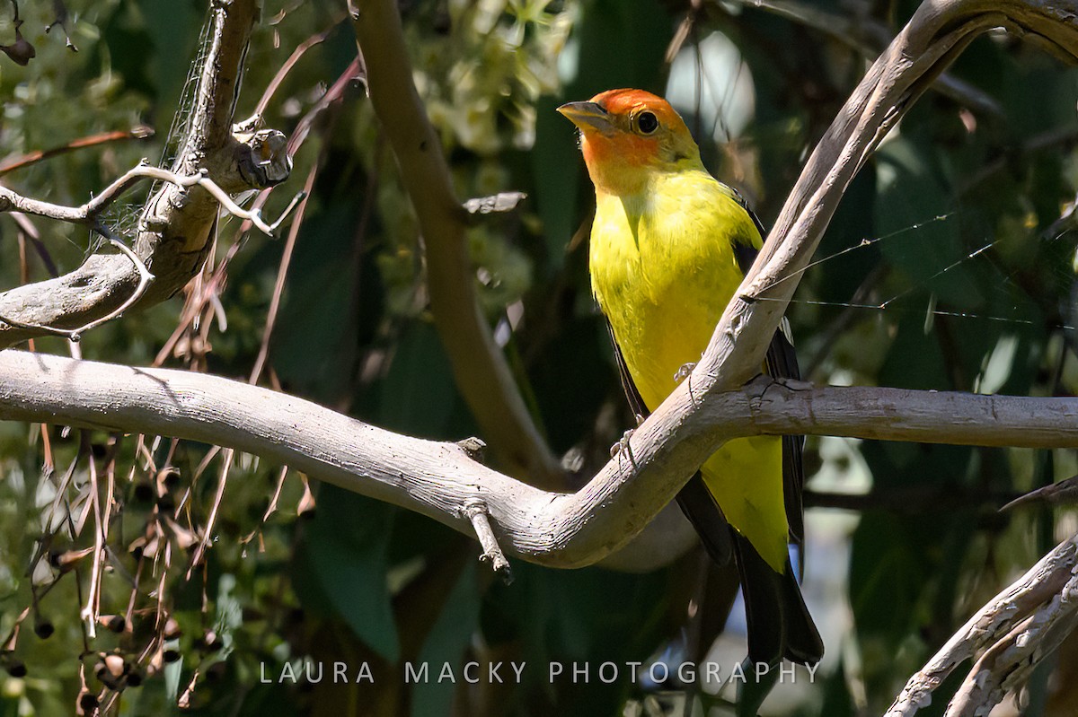 Western Tanager - Laura Macky