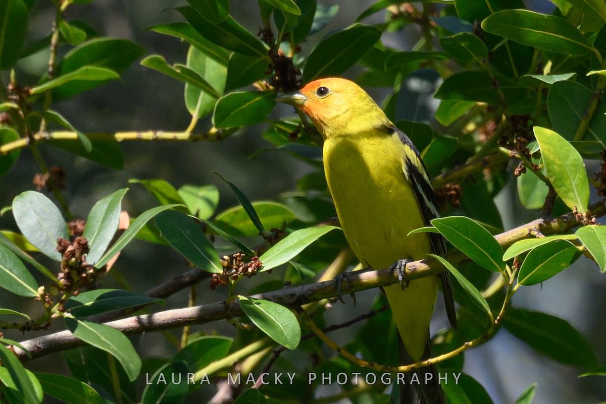 Western Tanager - ML618114041