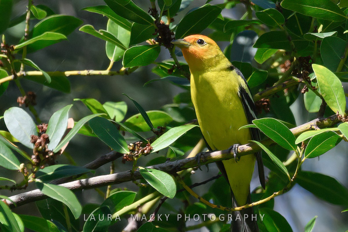 Western Tanager - ML618114043