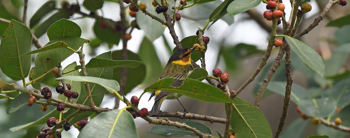 Cape May Warbler - ML618114047