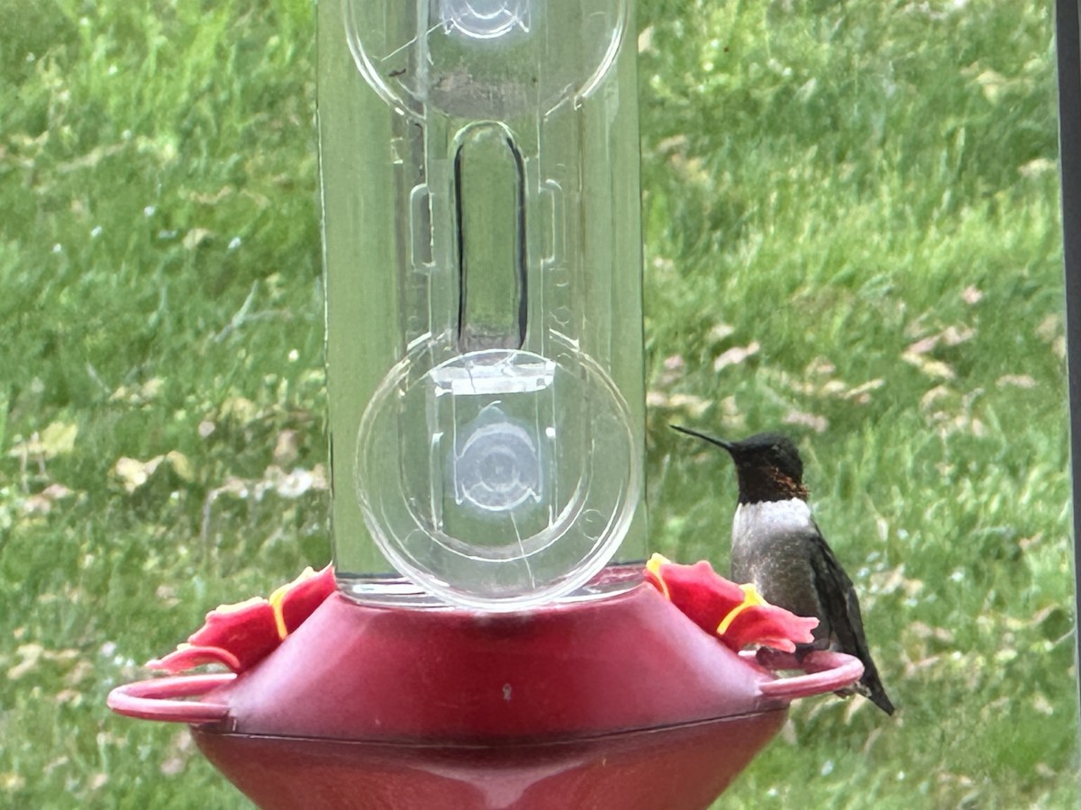 Ruby-throated Hummingbird - ML618114058