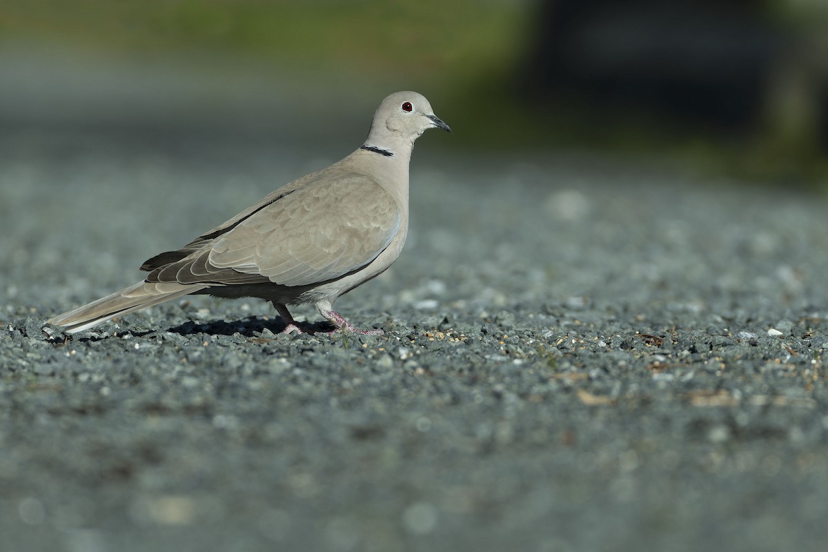 Eurasian Collared-Dove - Debra Herst