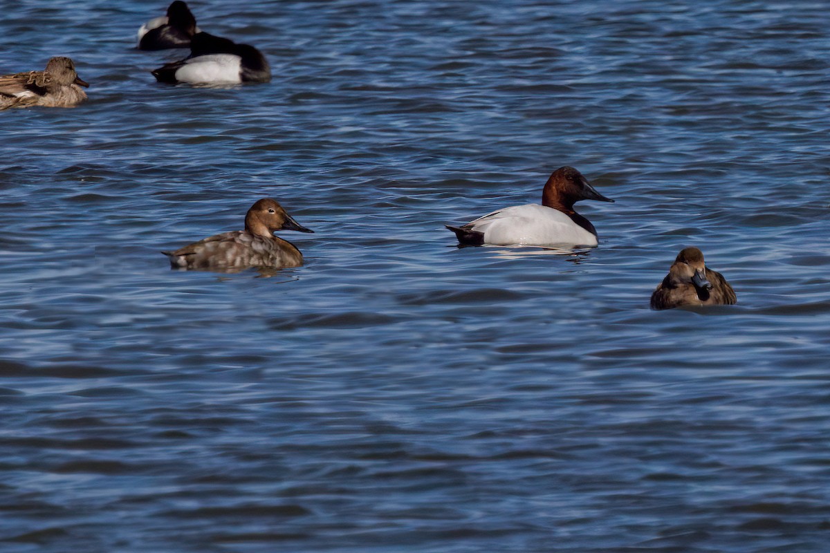 Canvasback - Laval Roy
