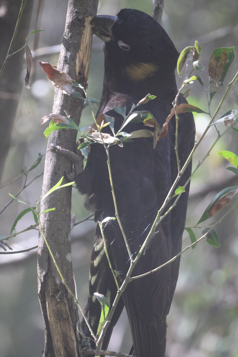 Yellow-tailed Black-Cockatoo - ML618114095