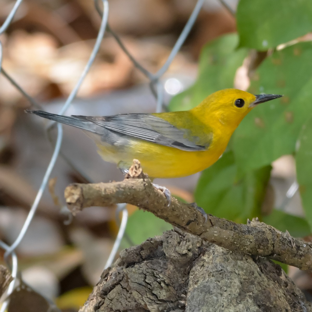 Prothonotary Warbler - ML618114110