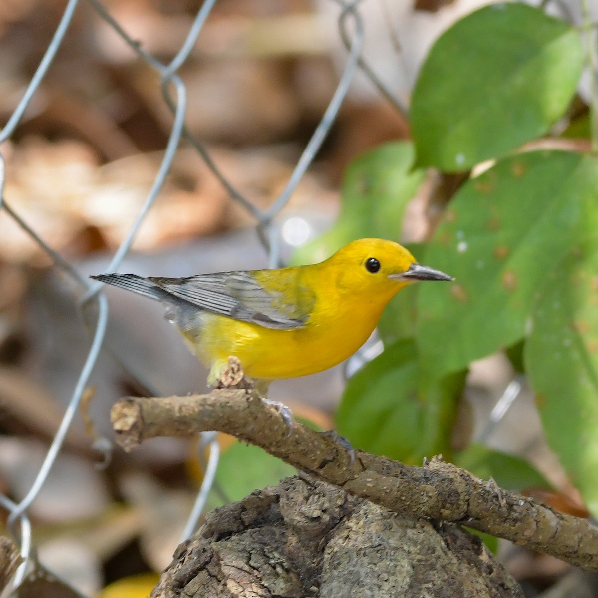 Prothonotary Warbler - ML618114112