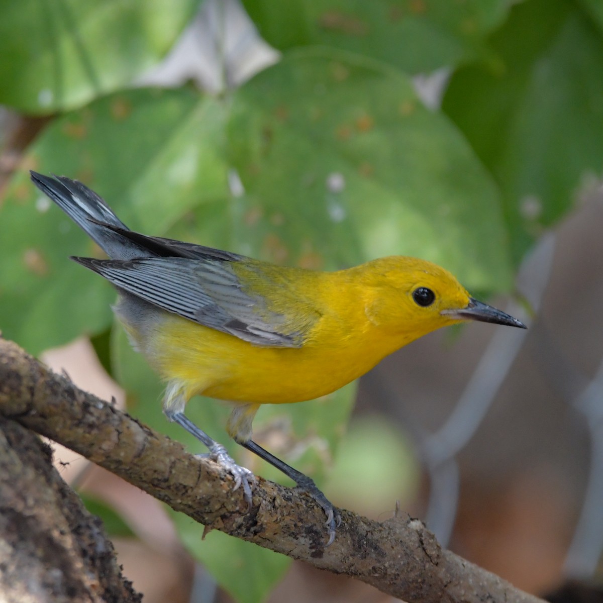 Prothonotary Warbler - ML618114114