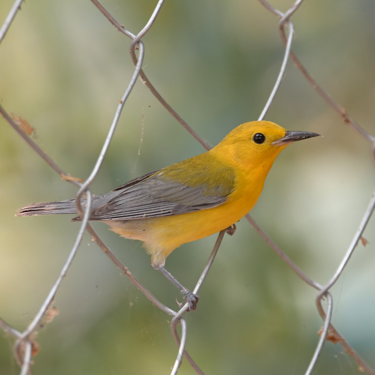 Prothonotary Warbler - ML618114118