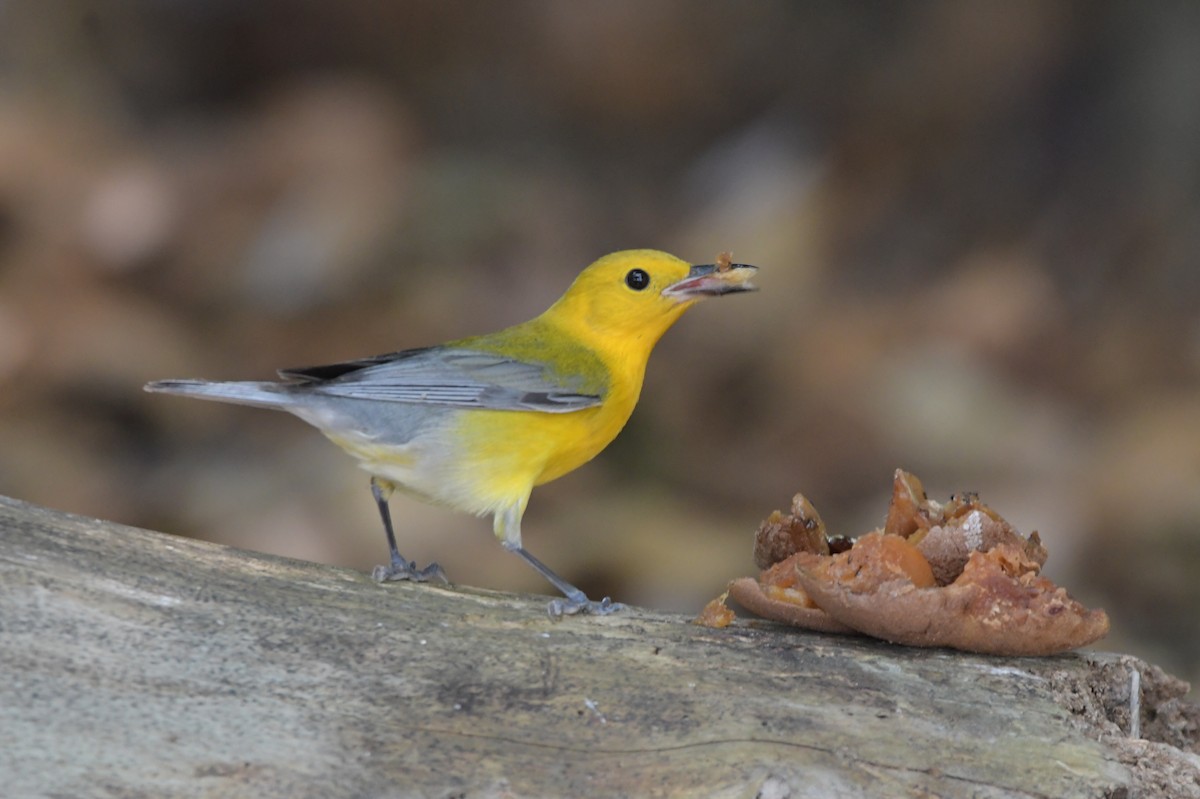 Prothonotary Warbler - ML618114119