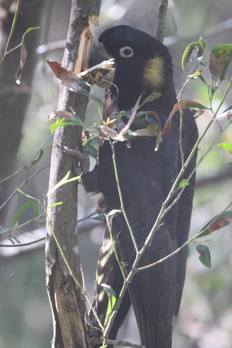 Yellow-tailed Black-Cockatoo - ML618114121