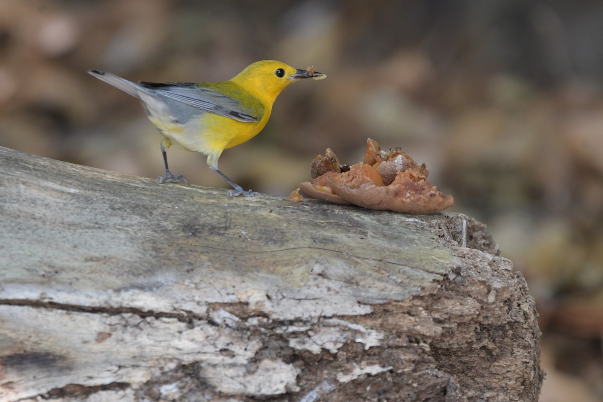 Prothonotary Warbler - ML618114123
