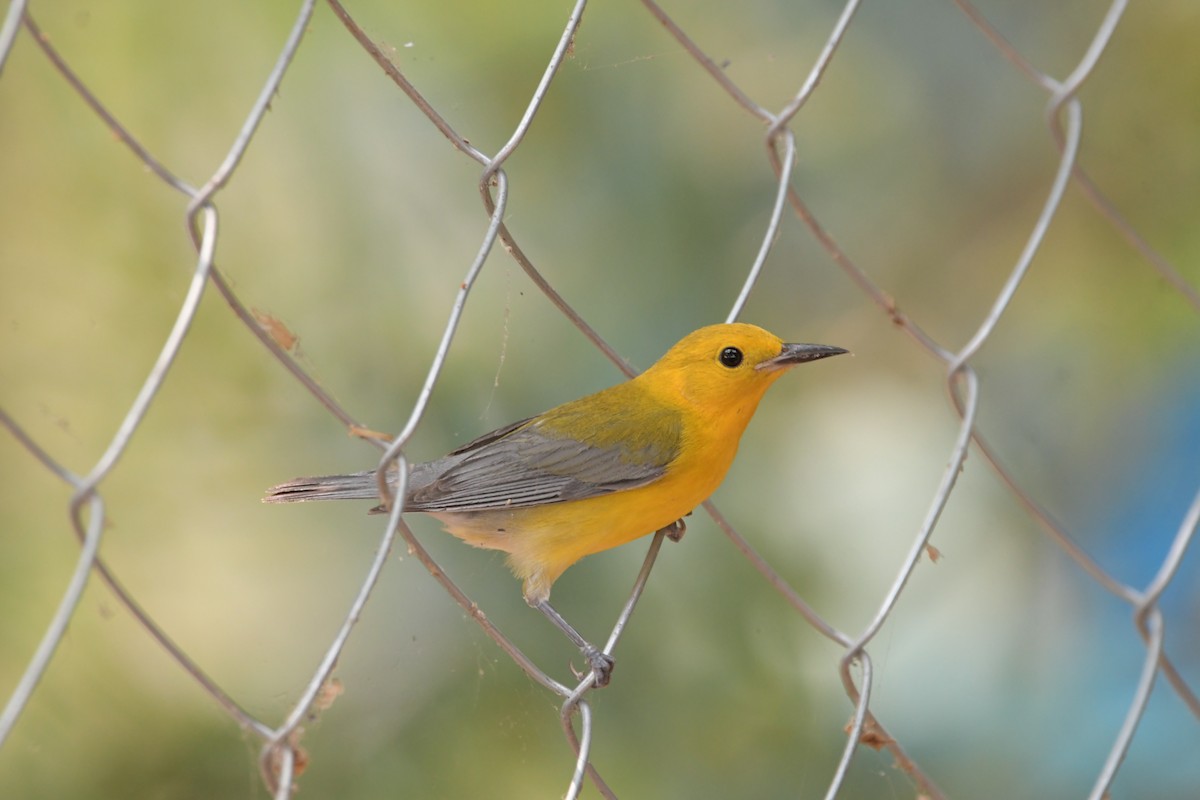 Prothonotary Warbler - ML618114134