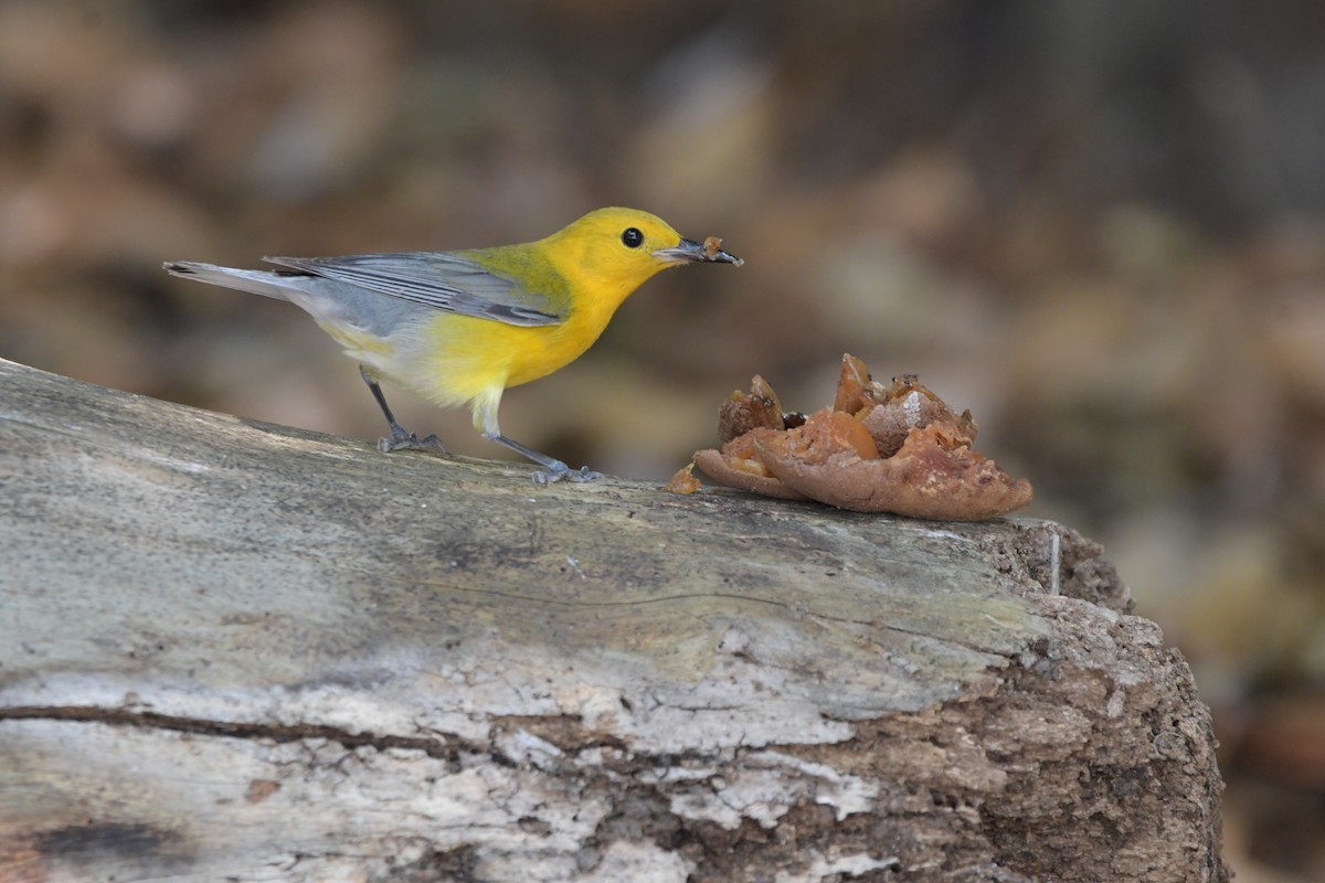 Prothonotary Warbler - ML618114136