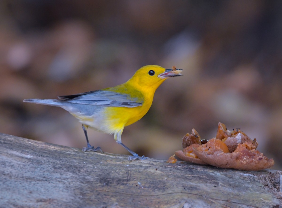Prothonotary Warbler - ML618114138
