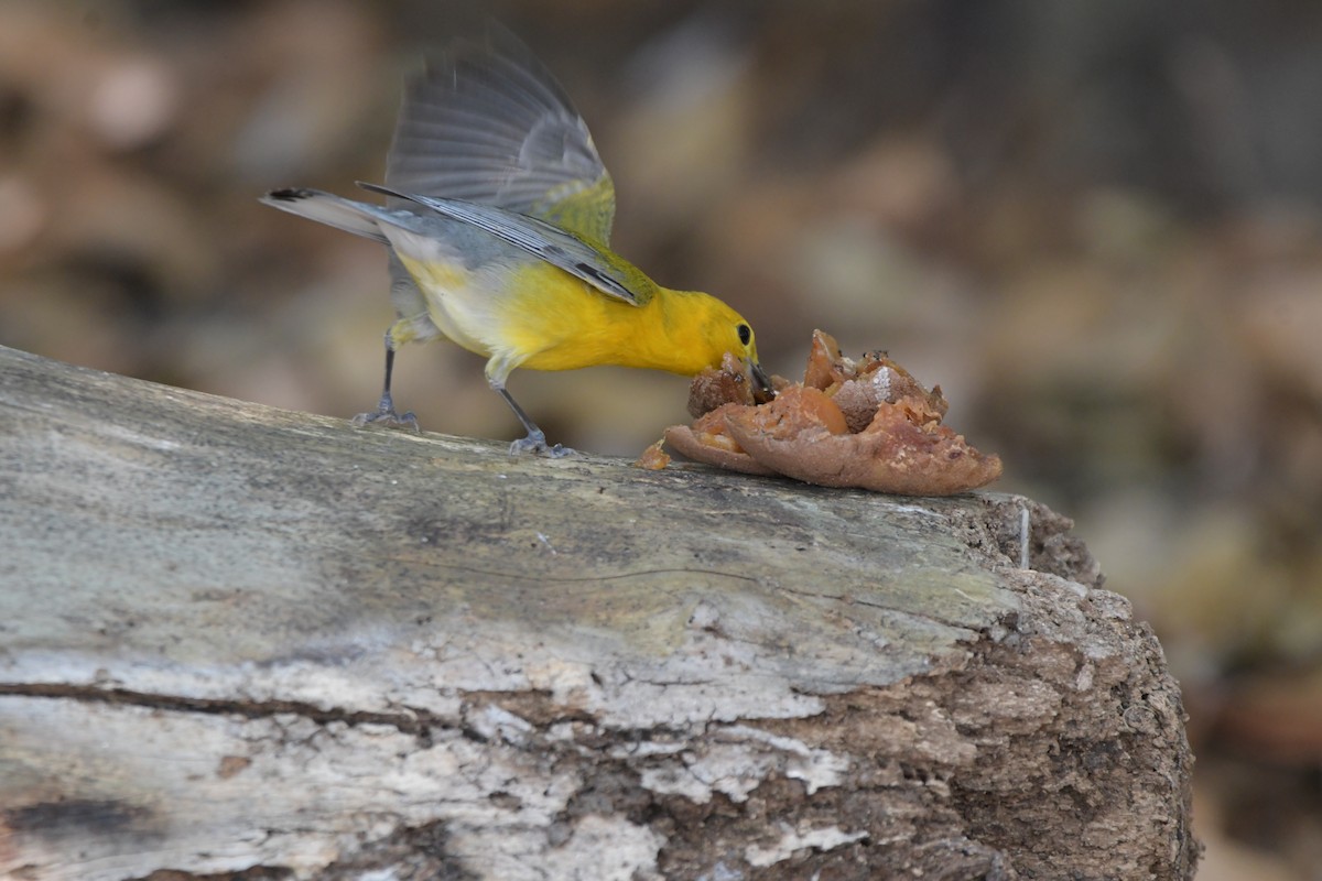 Prothonotary Warbler - ML618114141