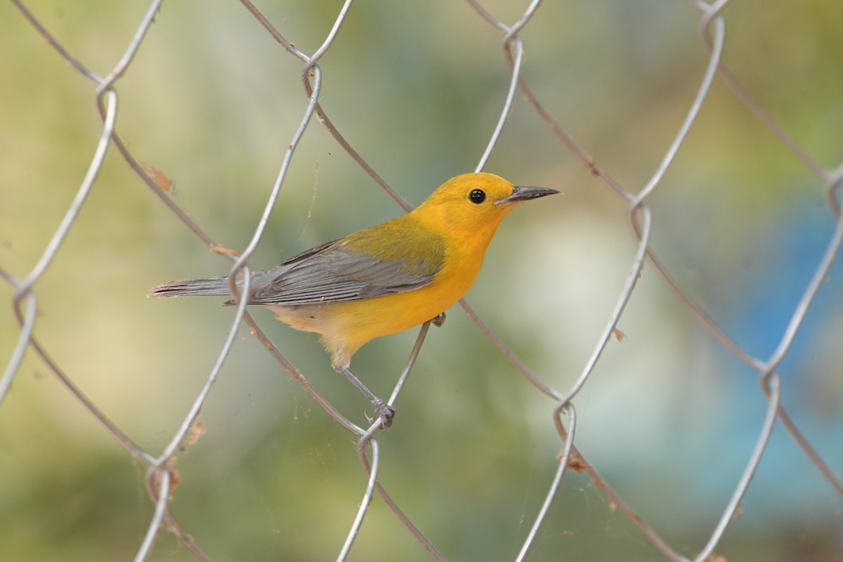 Prothonotary Warbler - ML618114142