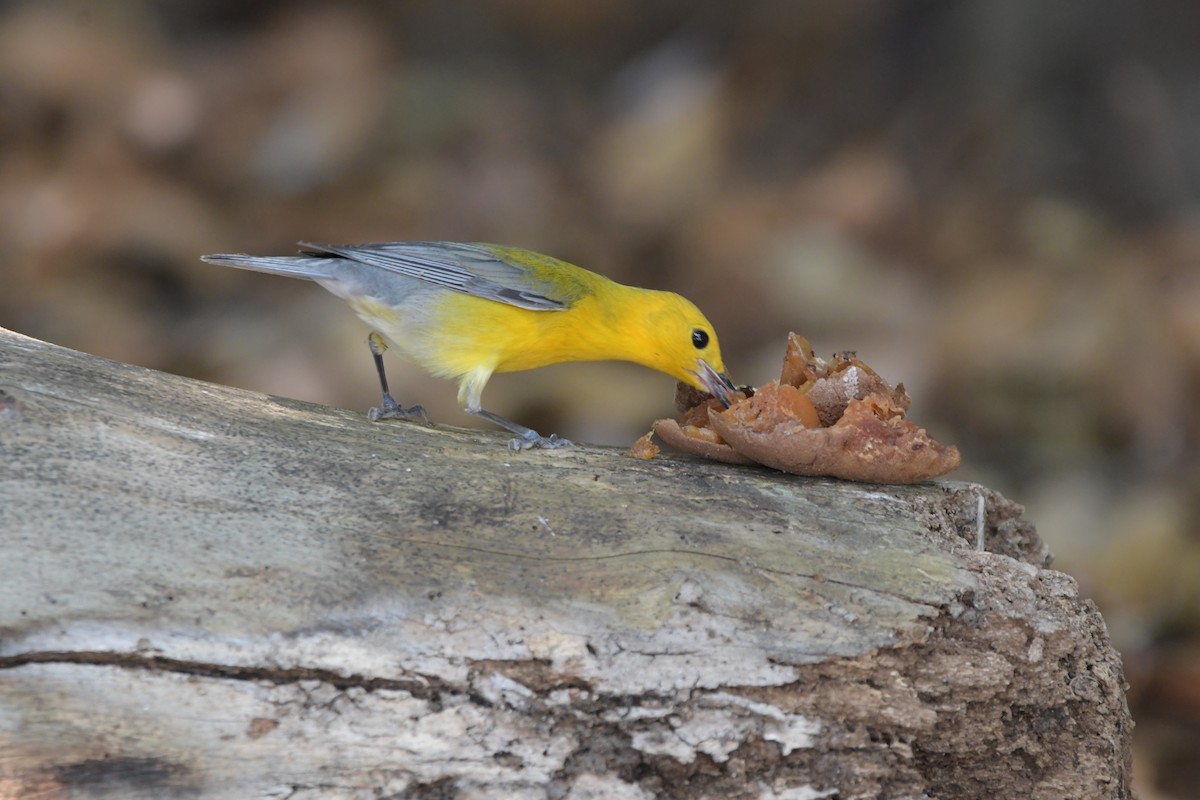 Prothonotary Warbler - ML618114143