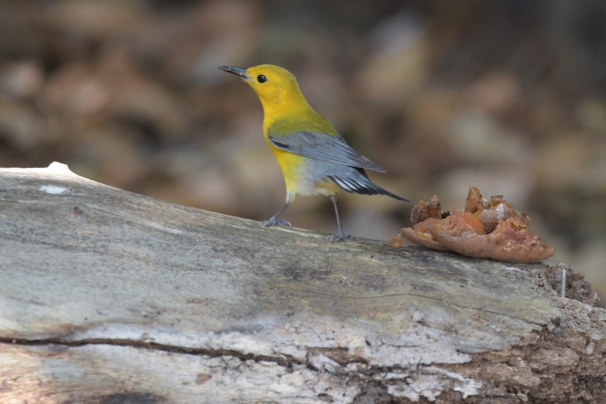 Prothonotary Warbler - ML618114153