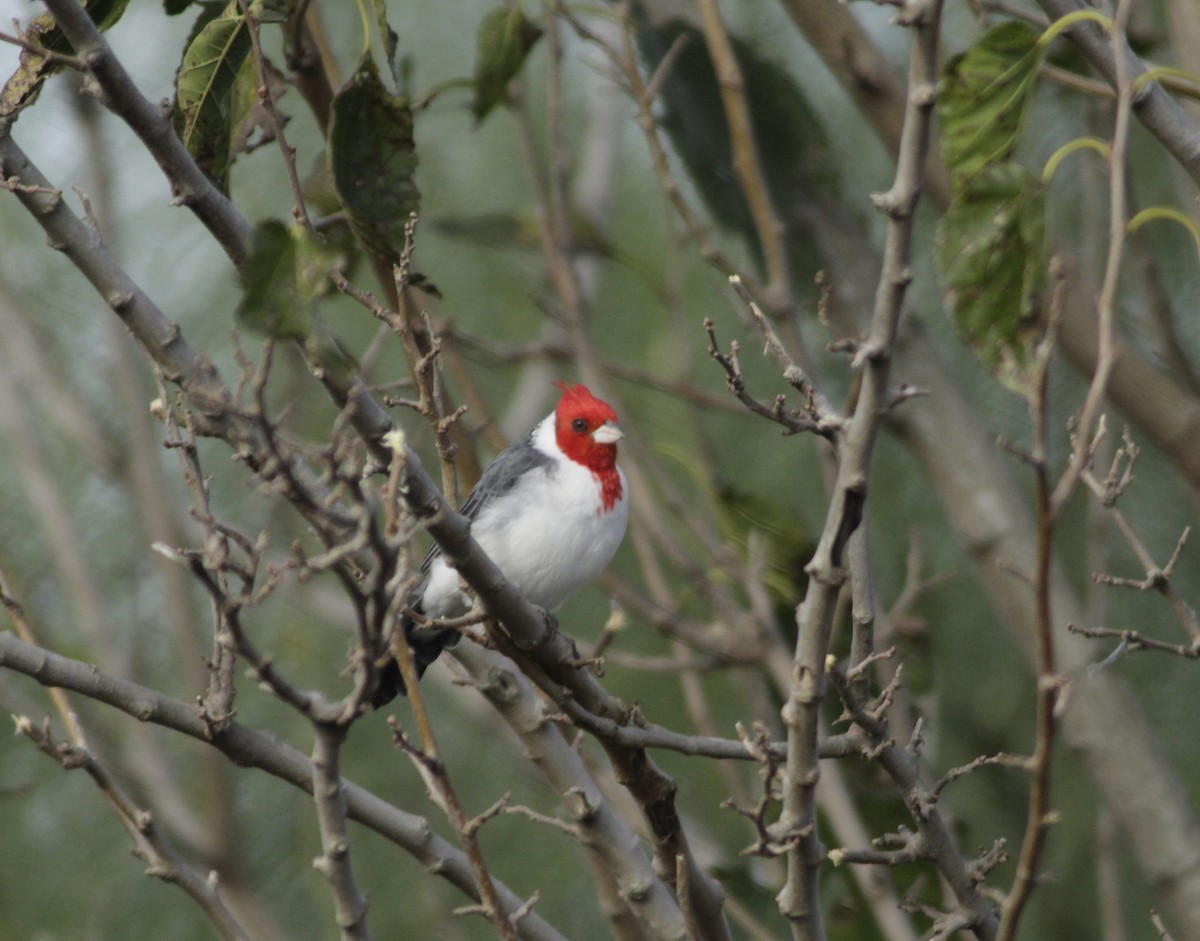 Red-crested Cardinal - ML618114210