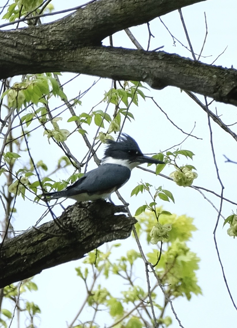 Belted Kingfisher - Xinyi Z