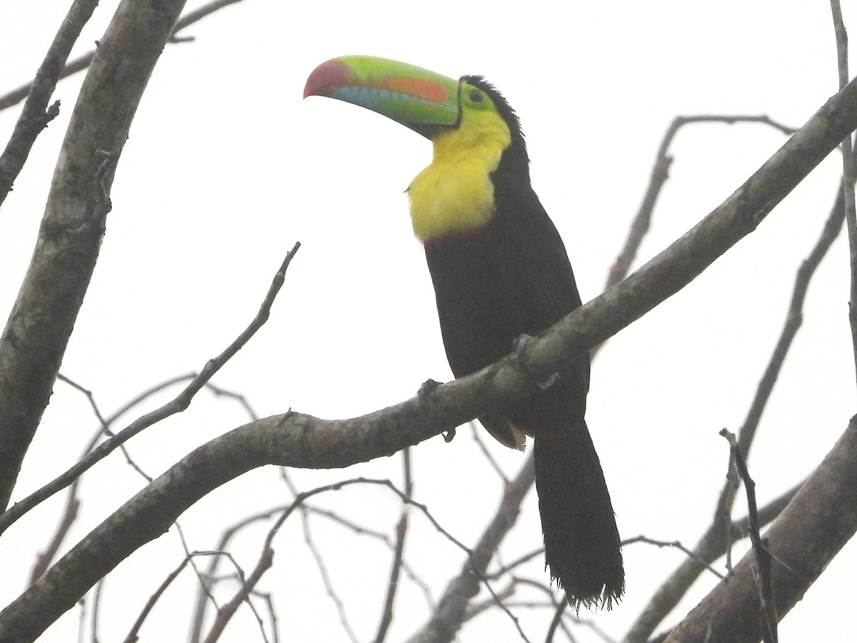 Keel-billed Toucan - Mary Leigh