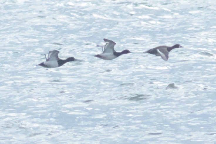 Greater/Lesser Scaup - ML618114281