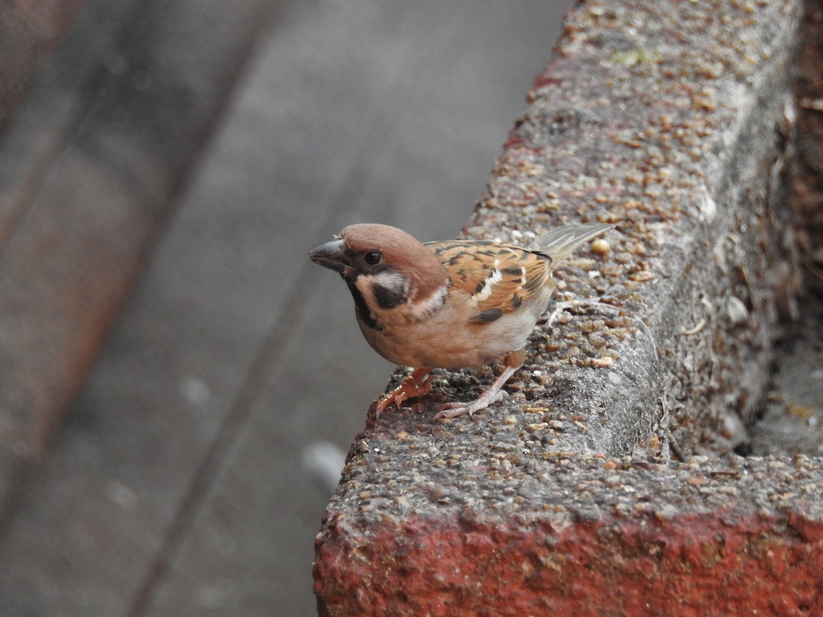 Eurasian Tree Sparrow - ML618114331