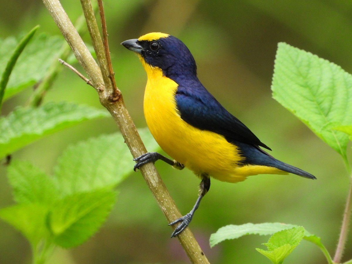 Thick-billed Euphonia - Mary Leigh