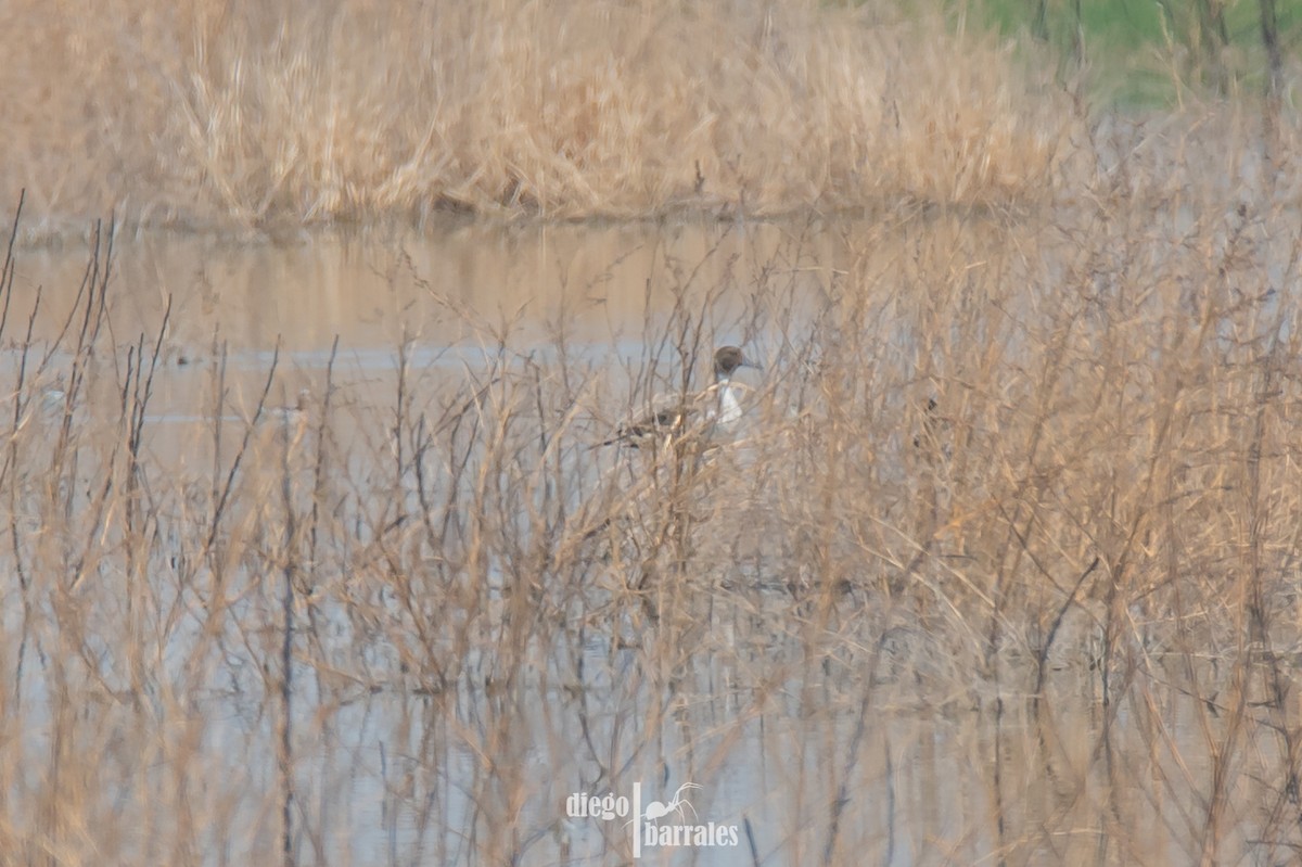 Northern Pintail - Diego Barrales-Alcala