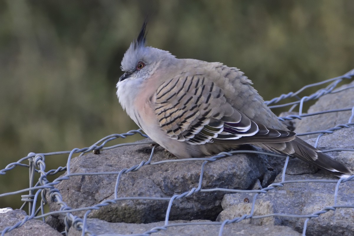 Crested Pigeon - ML618114391