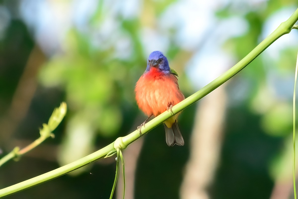 Painted Bunting - ML618114400