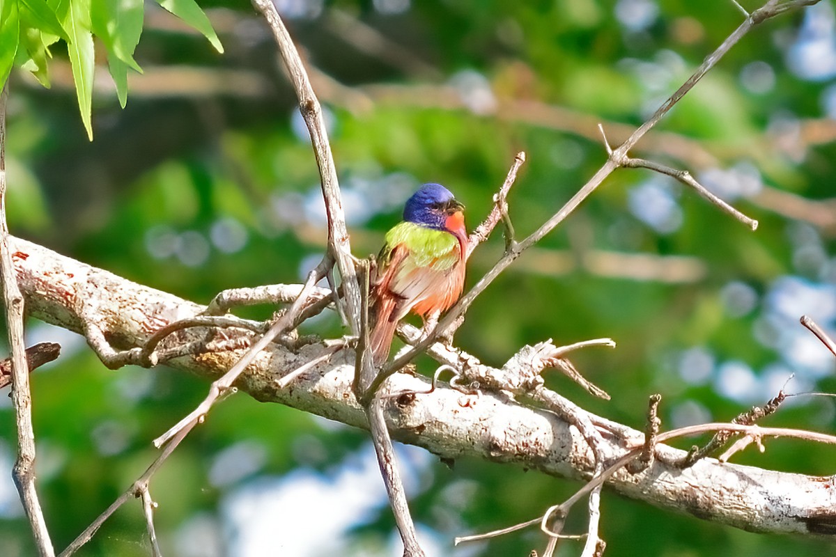 Painted Bunting - ML618114401