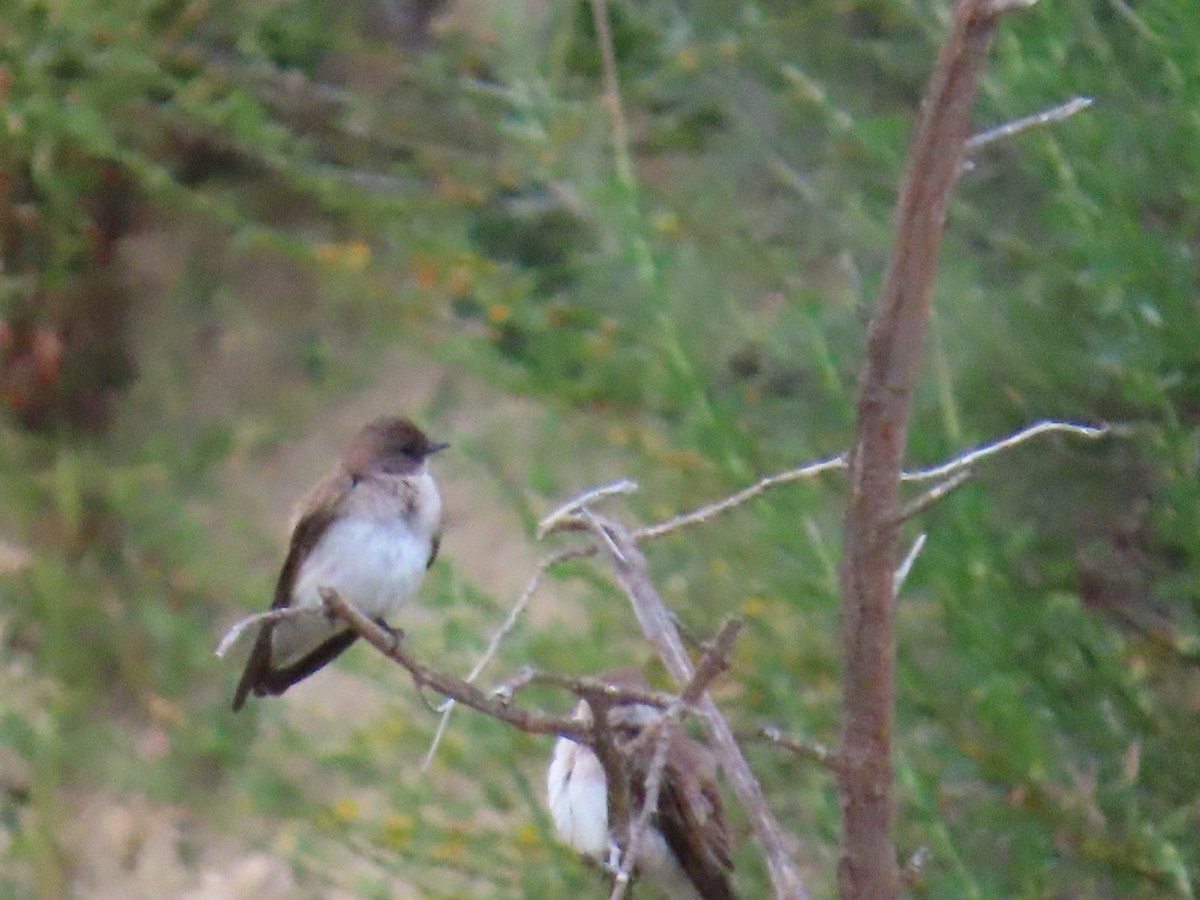 Northern Rough-winged Swallow - Dottie Marron