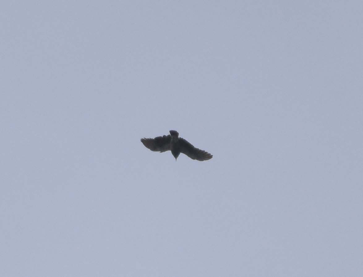 Swallow-winged Puffbird - ML618114515