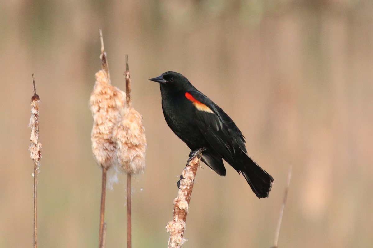 Red-winged Blackbird - ML618114569