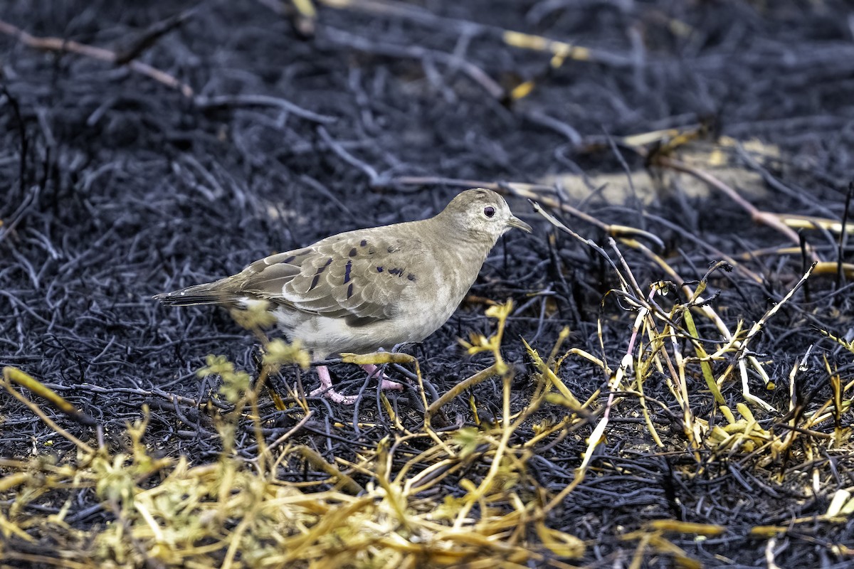 Plain-breasted Ground Dove - ML618114572