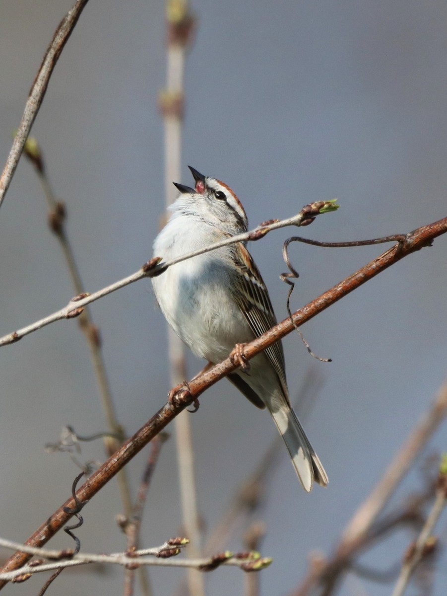 Chipping Sparrow - ML618114577