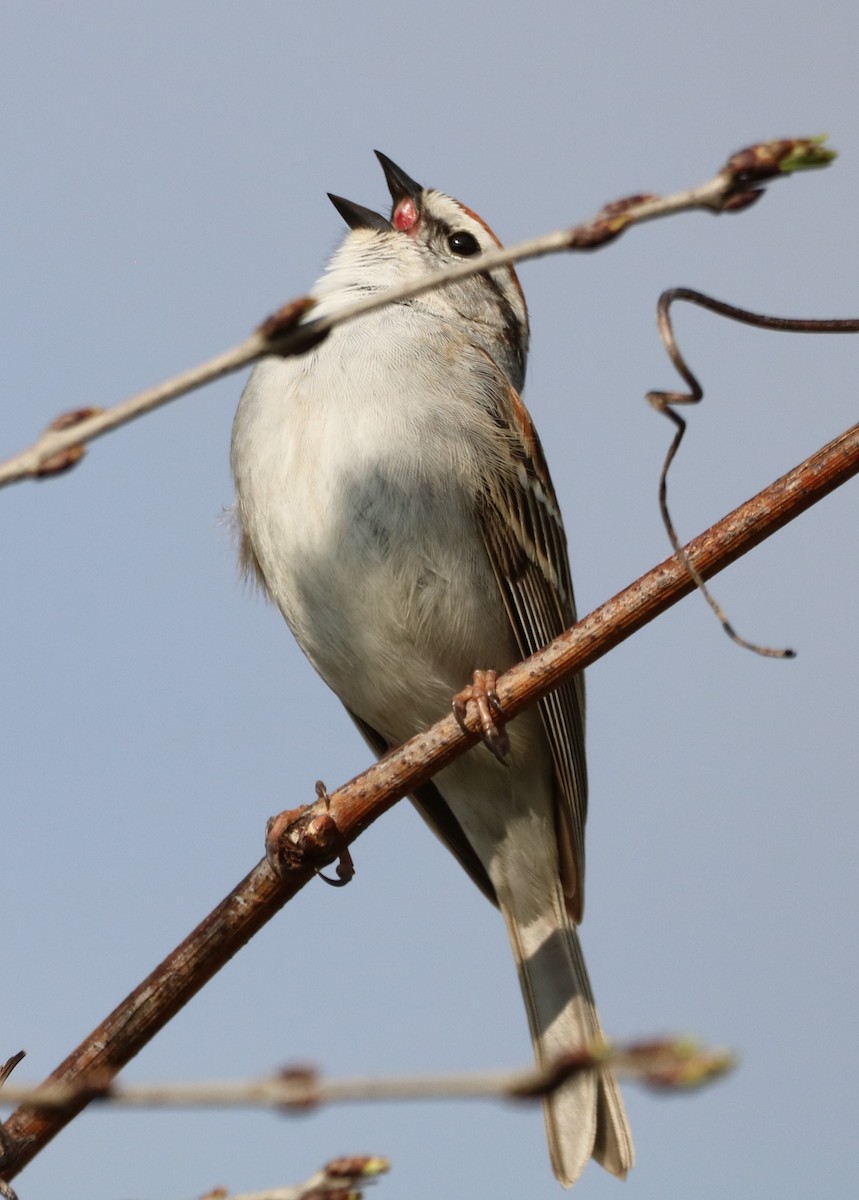 Chipping Sparrow - ML618114578